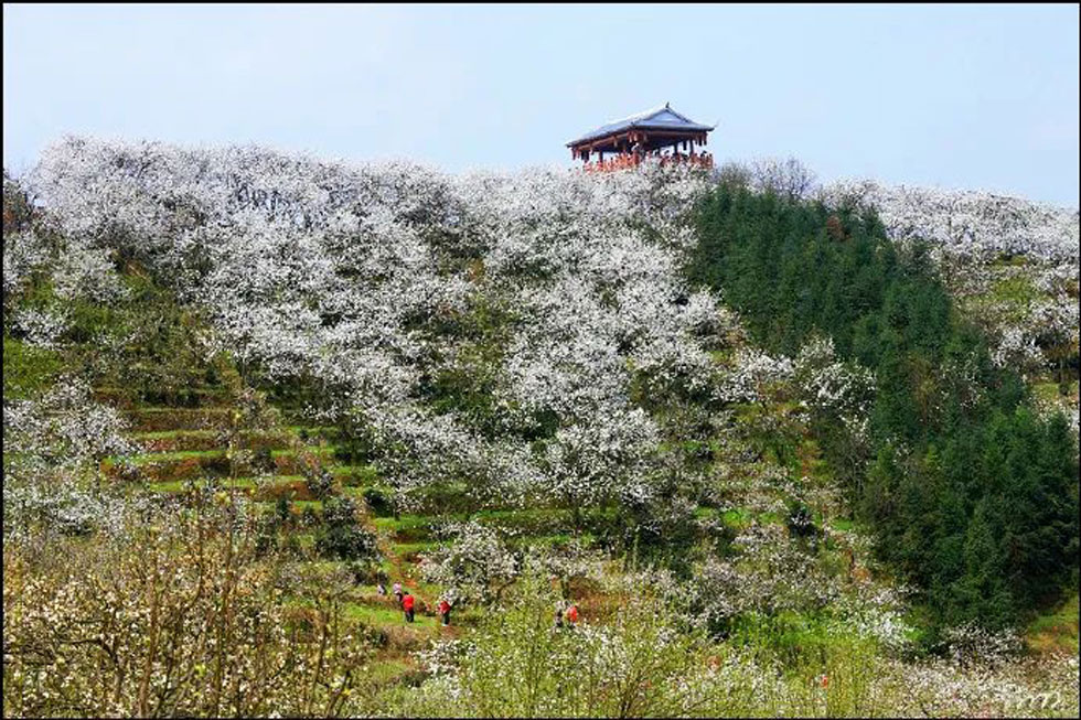 【春天，广西桂林灌阳县向您发出邀请！】我们在灌阳看梨花 - 游山玩水 - 镇江生活社区 - 镇江28生活网 zj.28life.net
