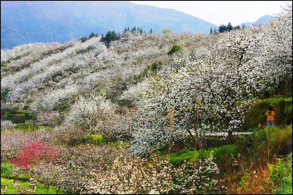 【春天，广西桂林灌阳县向您发出邀请！】我们在灌阳看梨花 - 游山玩水 - 镇江生活社区 - 镇江28生活网 zj.28life.net