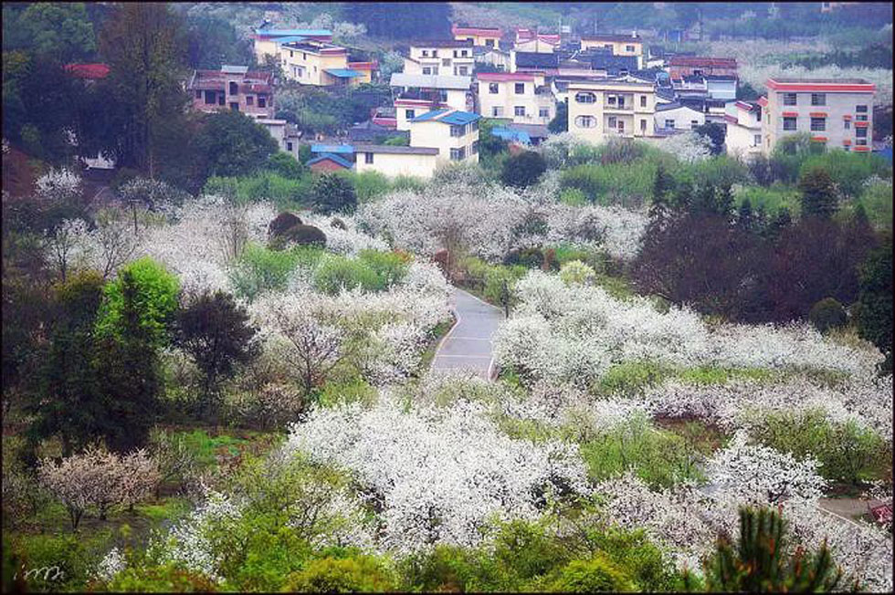 【春天，广西桂林灌阳县向您发出邀请！】我们在灌阳看梨花 - 游山玩水 - 镇江生活社区 - 镇江28生活网 zj.28life.net