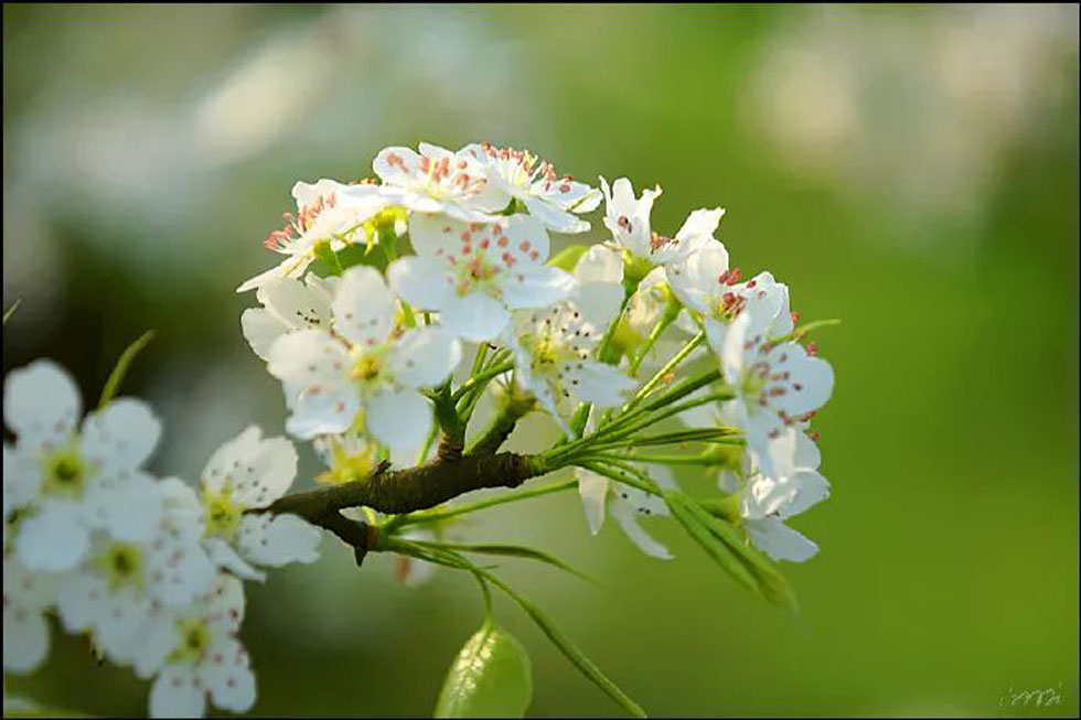 【春天，广西桂林灌阳县向您发出邀请！】我们在灌阳看梨花 - 游山玩水 - 镇江生活社区 - 镇江28生活网 zj.28life.net