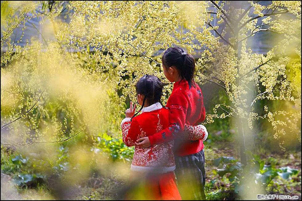 【春天，广西桂林灌阳县向您发出邀请！】米珠山前有片山苍子花在飘香 - 游山玩水 - 镇江生活社区 - 镇江28生活网 zj.28life.net