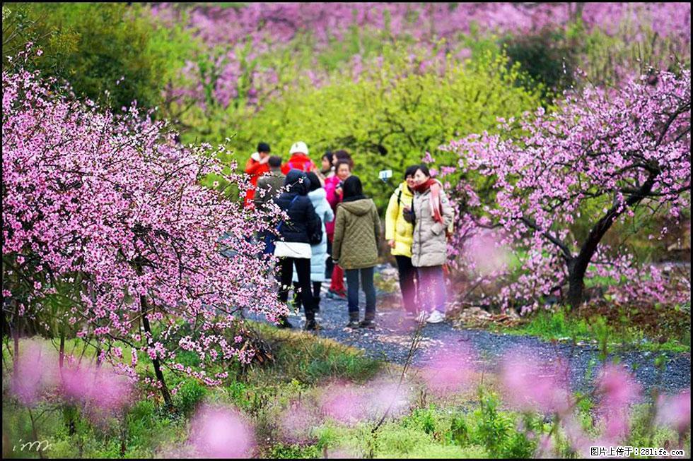 【春天，广西桂林灌阳县向您发出邀请！】官庄村有个醉美的桃花园 - 游山玩水 - 镇江生活社区 - 镇江28生活网 zj.28life.net
