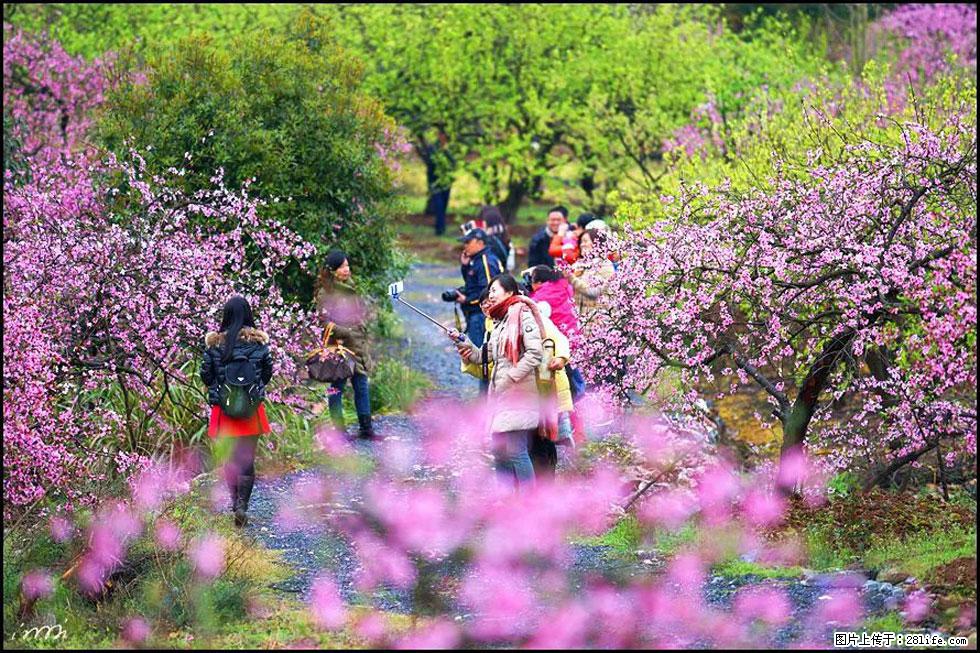 【春天，广西桂林灌阳县向您发出邀请！】官庄村有个醉美的桃花园 - 游山玩水 - 镇江生活社区 - 镇江28生活网 zj.28life.net