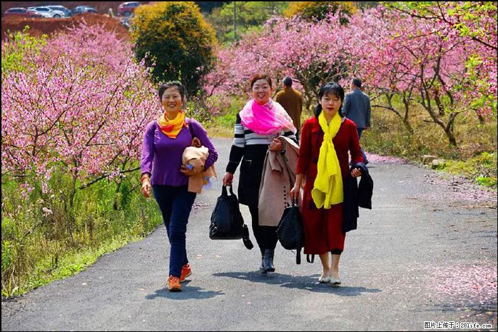 【春天，广西桂林灌阳县向您发出邀请！】官庄村有个醉美的桃花园 - 游山玩水 - 镇江生活社区 - 镇江28生活网 zj.28life.net