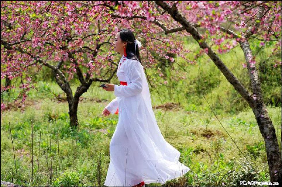【春天，广西桂林灌阳县向您发出邀请！】官庄村有个醉美的桃花园 - 游山玩水 - 镇江生活社区 - 镇江28生活网 zj.28life.net