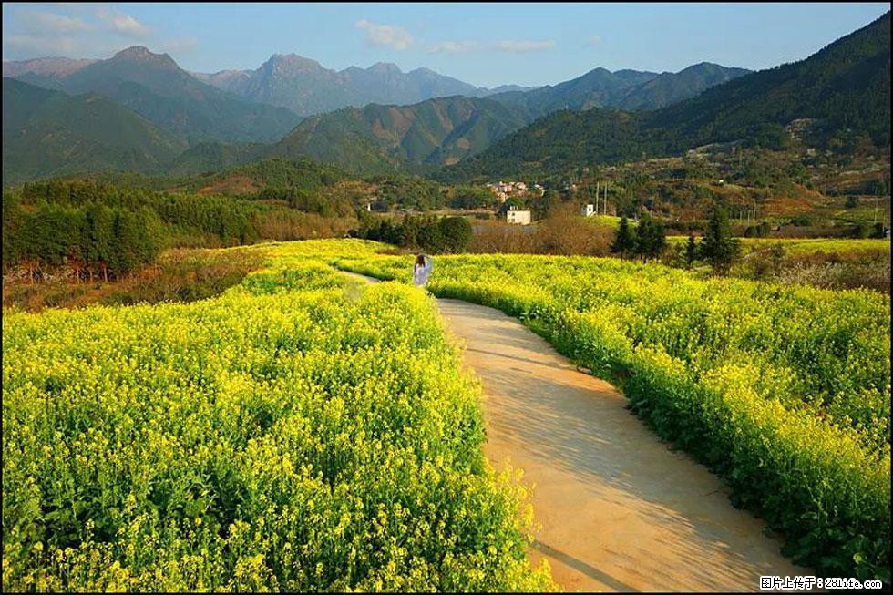 【春天,广西桂林灌阳县向您发出邀请!】长坪村油菜盛情花开 - 游山玩水 - 镇江生活社区 - 镇江28生活网 zj.28life.net