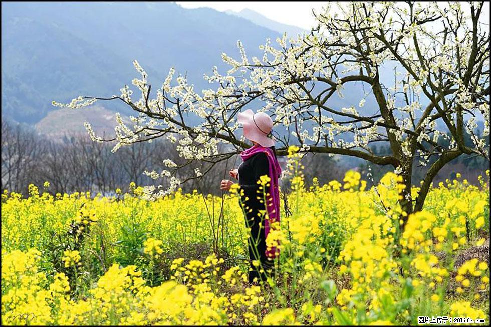 【春天,广西桂林灌阳县向您发出邀请!】长坪村油菜盛情花开 - 游山玩水 - 镇江生活社区 - 镇江28生活网 zj.28life.net