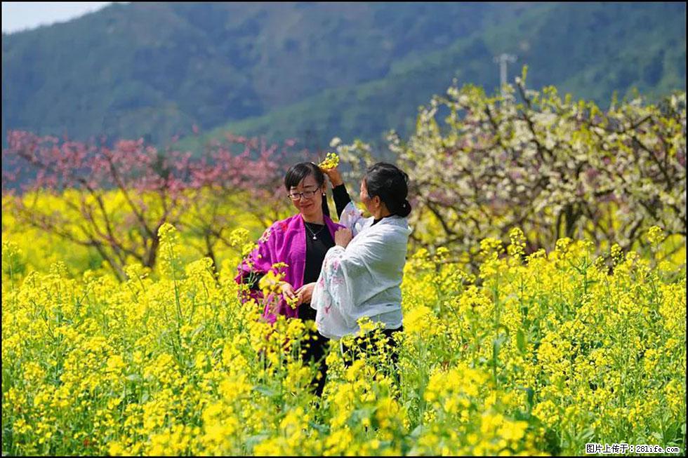 【春天,广西桂林灌阳县向您发出邀请!】长坪村油菜盛情花开 - 游山玩水 - 镇江生活社区 - 镇江28生活网 zj.28life.net