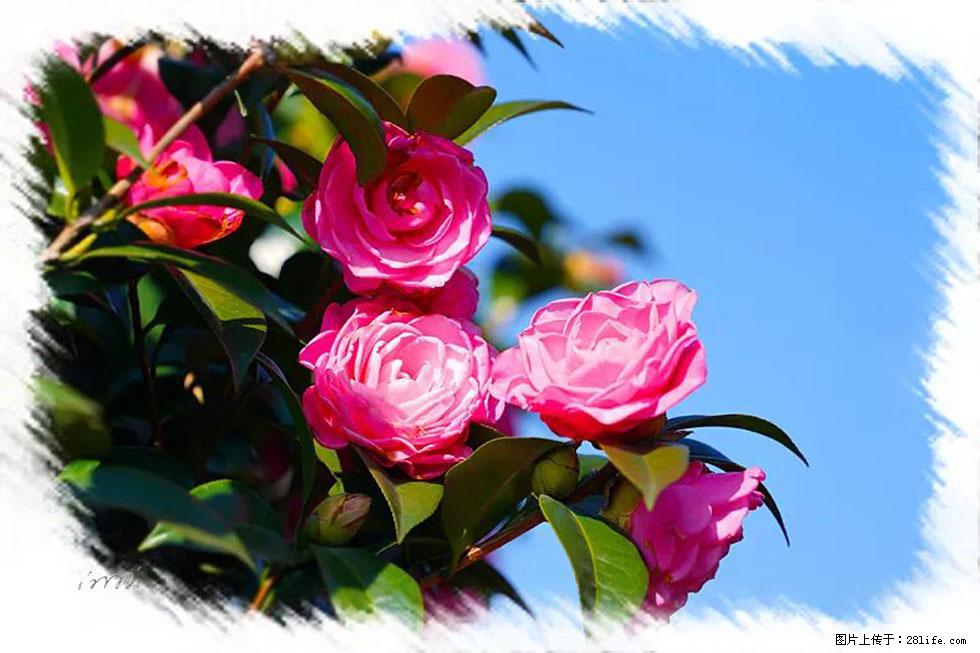 【春天，广西桂林灌阳县向您发出邀请！】杨柳井茶花惹人爱 - 游山玩水 - 镇江生活社区 - 镇江28生活网 zj.28life.net