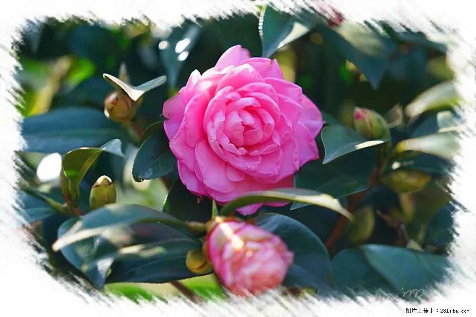 【春天，广西桂林灌阳县向您发出邀请！】杨柳井茶花惹人爱 - 游山玩水 - 镇江生活社区 - 镇江28生活网 zj.28life.net