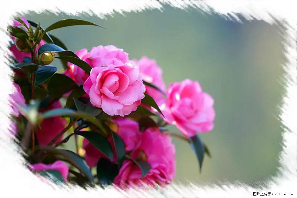 【春天，广西桂林灌阳县向您发出邀请！】杨柳井茶花惹人爱 - 游山玩水 - 镇江生活社区 - 镇江28生活网 zj.28life.net