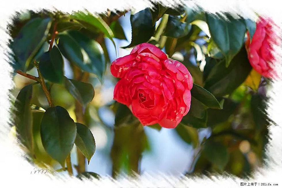 【春天，广西桂林灌阳县向您发出邀请！】杨柳井茶花惹人爱 - 游山玩水 - 镇江生活社区 - 镇江28生活网 zj.28life.net