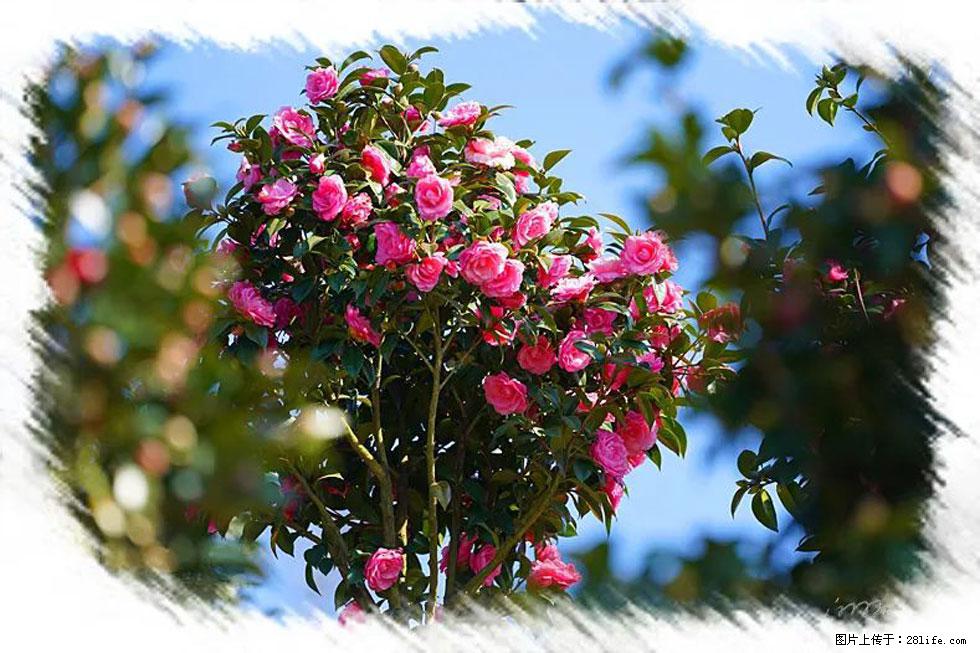 【春天，广西桂林灌阳县向您发出邀请！】杨柳井茶花惹人爱 - 游山玩水 - 镇江生活社区 - 镇江28生活网 zj.28life.net