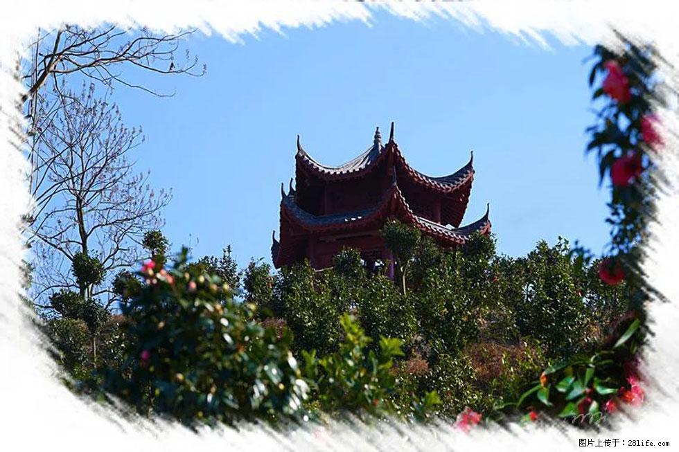 【春天，广西桂林灌阳县向您发出邀请！】杨柳井茶花惹人爱 - 游山玩水 - 镇江生活社区 - 镇江28生活网 zj.28life.net