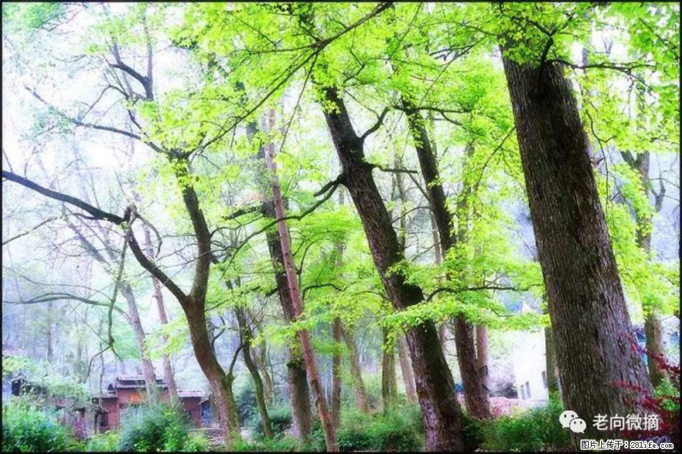 【春天，广西桂林灌阳县向您发出邀请！】在小龙村与春天约会 - 游山玩水 - 镇江生活社区 - 镇江28生活网 zj.28life.net