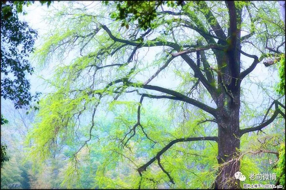 【春天，广西桂林灌阳县向您发出邀请！】在小龙村与春天约会 - 游山玩水 - 镇江生活社区 - 镇江28生活网 zj.28life.net
