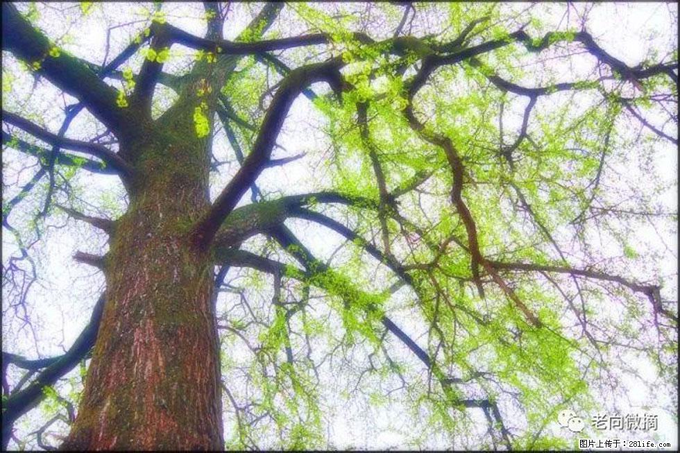 【春天，广西桂林灌阳县向您发出邀请！】在小龙村与春天约会 - 游山玩水 - 镇江生活社区 - 镇江28生活网 zj.28life.net