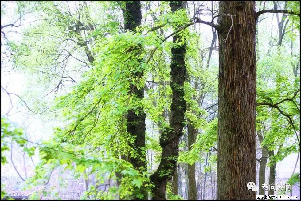 【春天，广西桂林灌阳县向您发出邀请！】在小龙村与春天约会 - 游山玩水 - 镇江生活社区 - 镇江28生活网 zj.28life.net