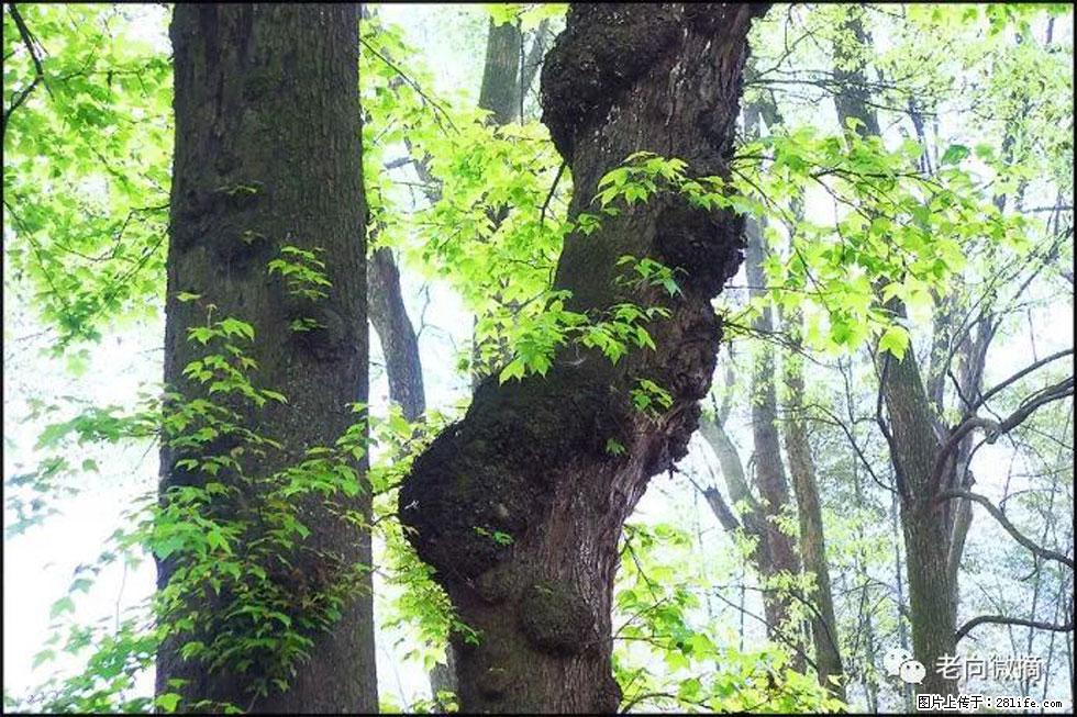 【春天，广西桂林灌阳县向您发出邀请！】在小龙村与春天约会 - 游山玩水 - 镇江生活社区 - 镇江28生活网 zj.28life.net