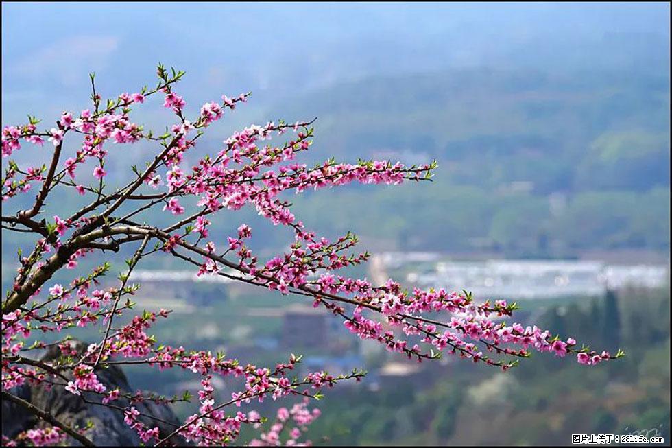 【春天，广西桂林灌阳县向您发出邀请！】望月岭上桃花开 - 游山玩水 - 镇江生活社区 - 镇江28生活网 zj.28life.net