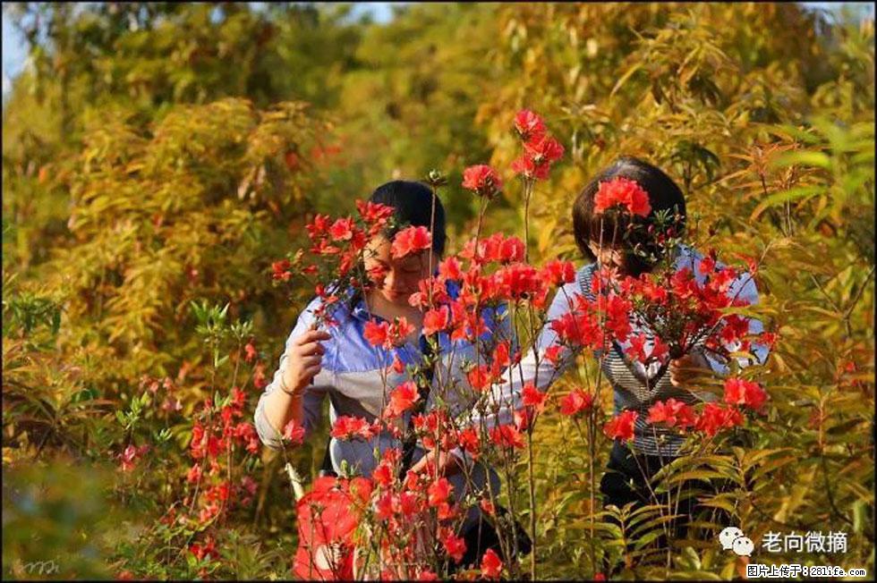 【春天，广西桂林灌阳县向您发出邀请！】登麒麟山，相约映山红 - 游山玩水 - 镇江生活社区 - 镇江28生活网 zj.28life.net