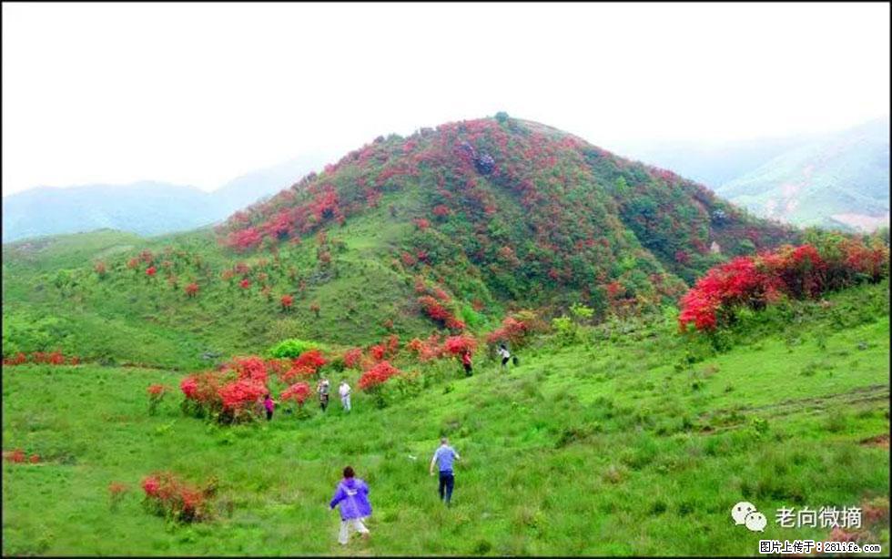 【春天，广西桂林灌阳县向您发出邀请！】宝盖山上映山红 - 游山玩水 - 镇江生活社区 - 镇江28生活网 zj.28life.net