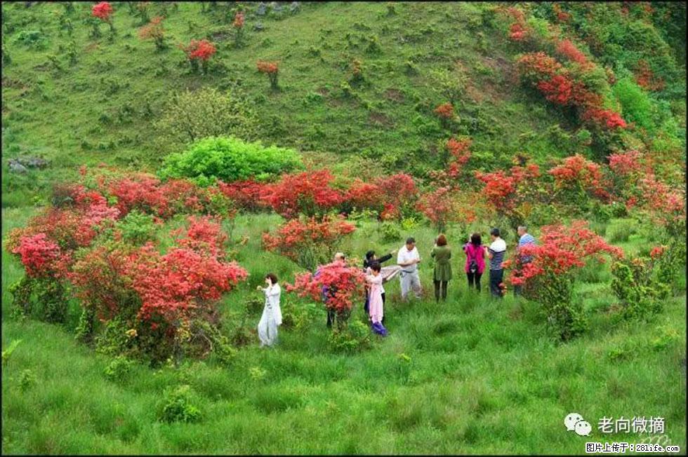 【春天，广西桂林灌阳县向您发出邀请！】宝盖山上映山红 - 游山玩水 - 镇江生活社区 - 镇江28生活网 zj.28life.net