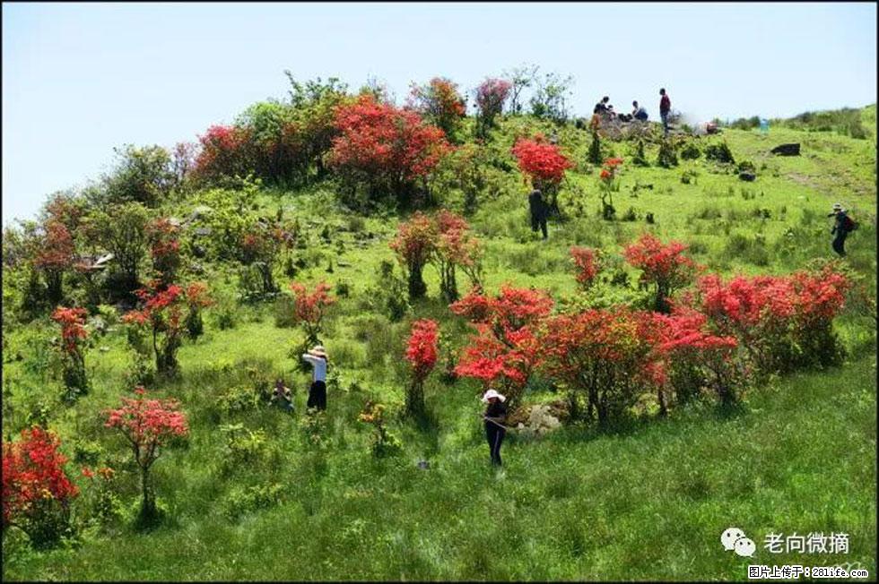 【春天，广西桂林灌阳县向您发出邀请！】宝盖山上映山红 - 游山玩水 - 镇江生活社区 - 镇江28生活网 zj.28life.net