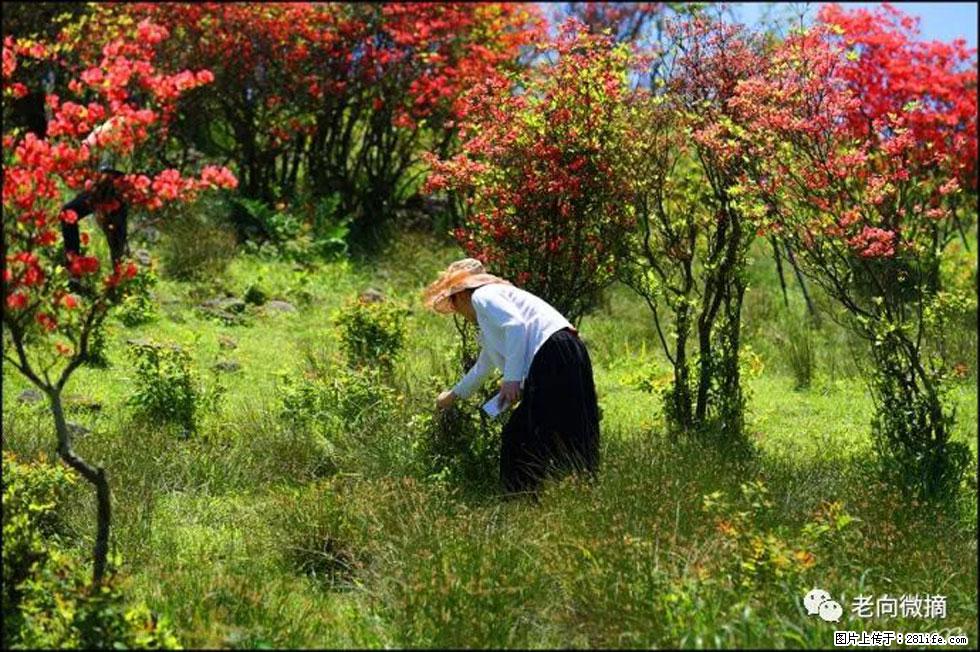 【春天，广西桂林灌阳县向您发出邀请！】宝盖山上映山红 - 游山玩水 - 镇江生活社区 - 镇江28生活网 zj.28life.net