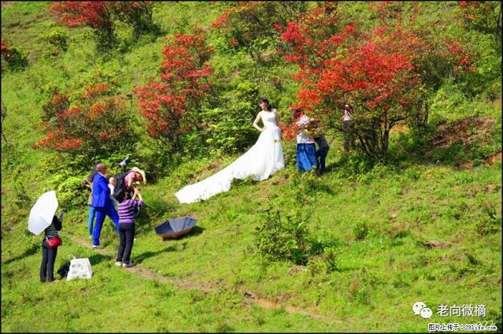 【春天，广西桂林灌阳县向您发出邀请！】宝盖山上映山红 - 游山玩水 - 镇江生活社区 - 镇江28生活网 zj.28life.net