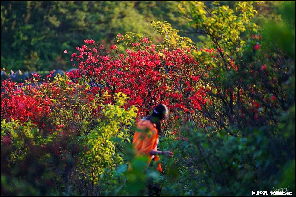 【春天，广西桂林灌阳县向您发出邀请！】春木界上映山红 - 游山玩水 - 镇江生活社区 - 镇江28生活网 zj.28life.net
