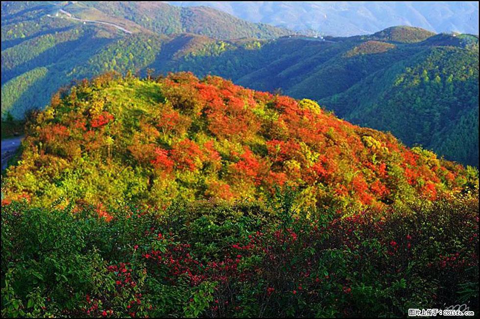 【春天，广西桂林灌阳县向您发出邀请！】春木界上映山红 - 游山玩水 - 镇江生活社区 - 镇江28生活网 zj.28life.net