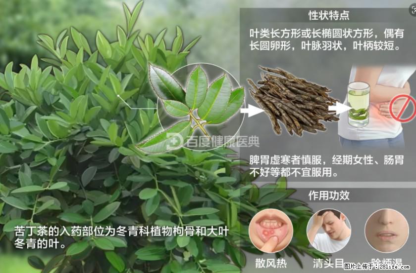 苦丁茶有哪些功效和作用 - 生活百科 - 镇江生活社区 - 镇江28生活网 zj.28life.net