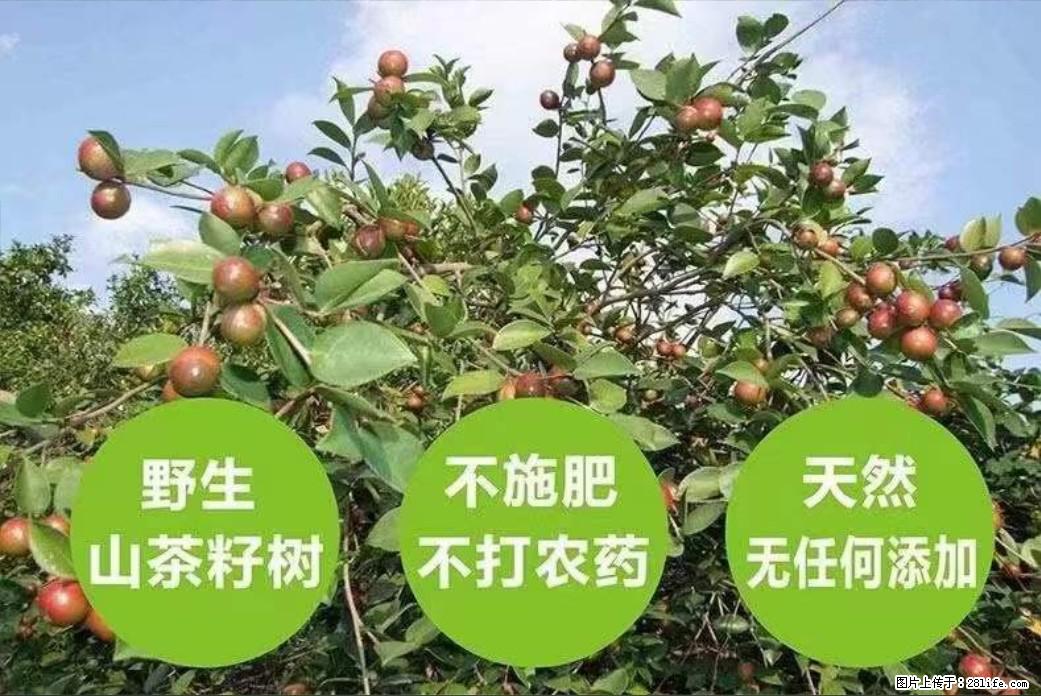 【灌阳县油茶产业示范区】一个有着充实的精神生活的人，对待身外之物自会有一种淡泊的态度 - 美食天地 - 镇江生活社区 - 镇江28生活网 zj.28life.net