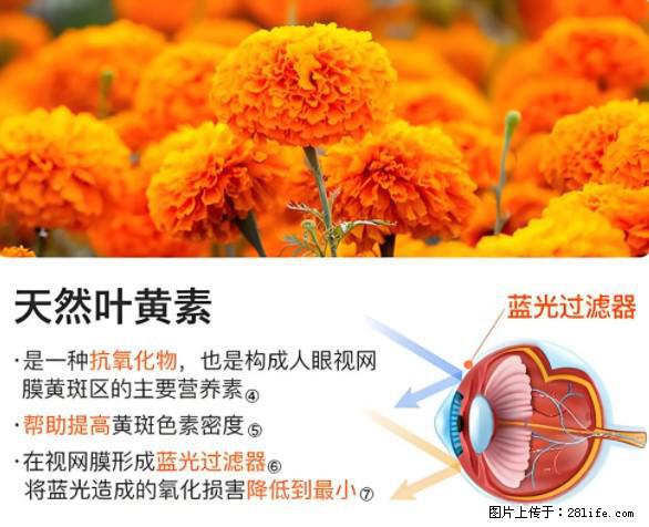 叶黄素有什么功效和作用 - 生活百科 - 镇江生活社区 - 镇江28生活网 zj.28life.net