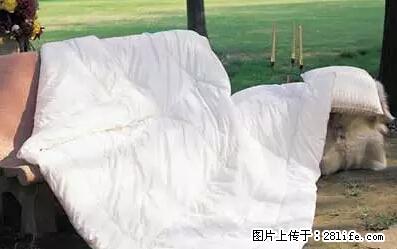 被子有异味?只要这样做,比晒太阳还强100倍! - 家居生活 - 镇江生活社区 - 镇江28生活网 zj.28life.net