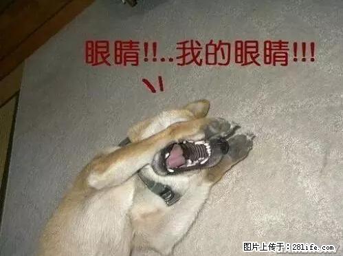 笑癫了！一女的怀孕三年未生，他终于忍不住了... - 娱乐八卦 - 镇江生活社区 - 镇江28生活网 zj.28life.net