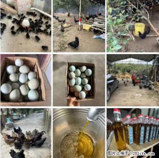 油茶园从小鸡仔开始养起的纯土鸡、土鸡蛋可以预定啦！还有前几天刚榨的纯山茶油哦 - 镇江28生活网 zj.28life.net
