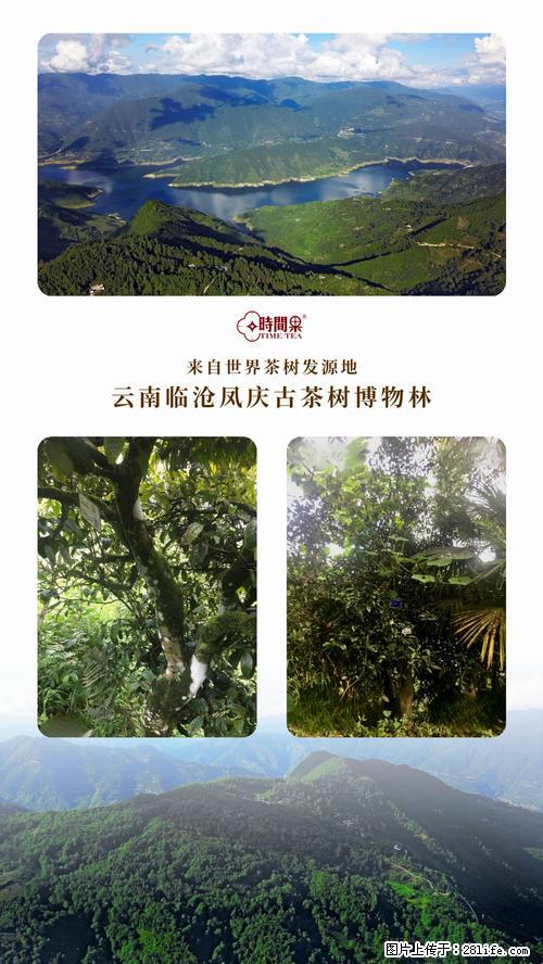 时间果百年古树2025年春红茶 - 购物交流 - 镇江生活社区 - 镇江28生活网 zj.28life.net