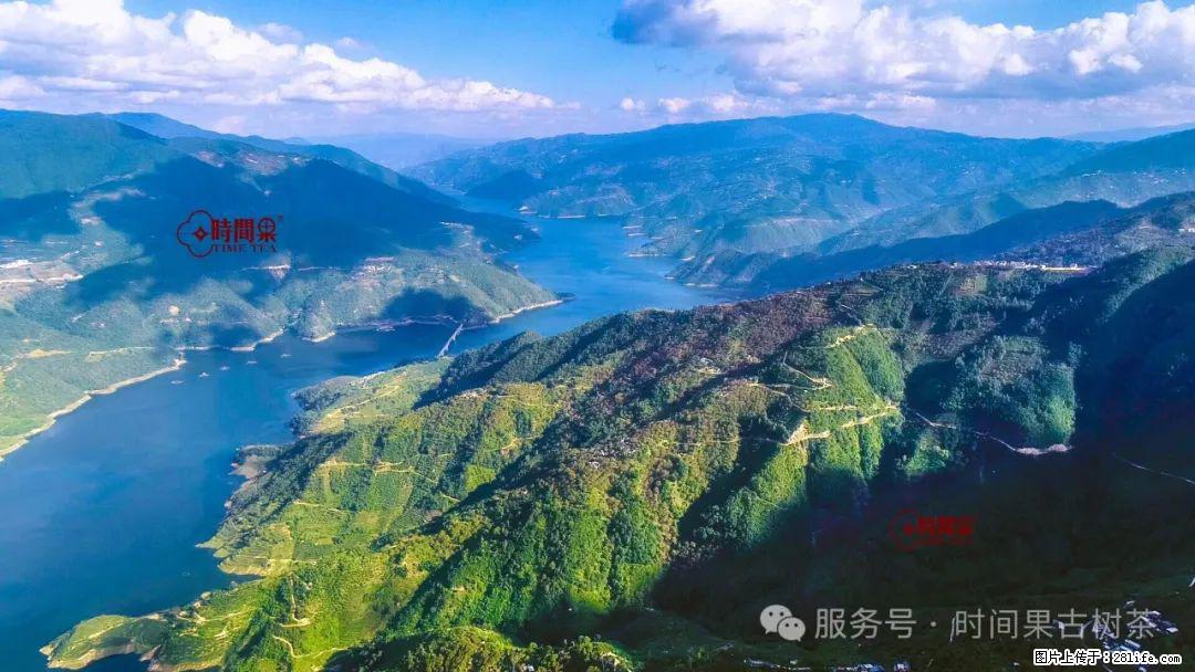 时间果百年古树龙珠普洱生茶 - 购物交流 - 镇江生活社区 - 镇江28生活网 zj.28life.net