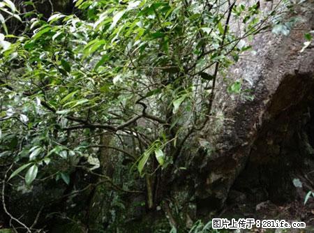 平乐石崖茶，珍贵仅次于金花茶 - 镇江生活资讯 - 镇江28生活网 zj.28life.net