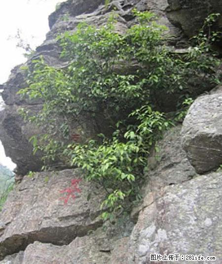 平乐石崖茶，珍贵仅次于金花茶 - 镇江生活资讯 - 镇江28生活网 zj.28life.net