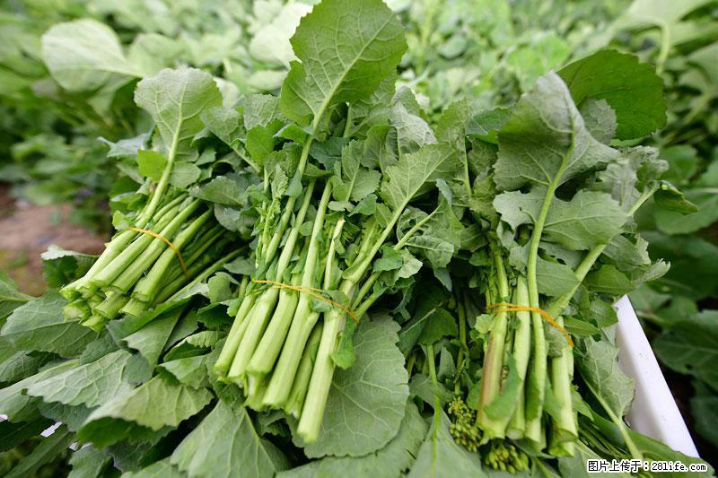 这些蔬菜是“天然钙片”，这6种被医生重点推荐 - 镇江生活资讯 - 镇江28生活网 zj.28life.net